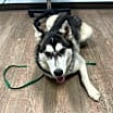 Thumbnail photo of Bingo **Foster Needed** #4