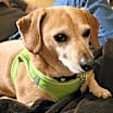 Thumbnail photo of Chester #1
