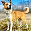 Thumbnail photo of Willow #4