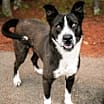 Thumbnail photo of 25-02-0624 Sisqo #1