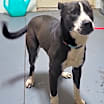 Thumbnail photo of 25-02-0624 Sisqo #2