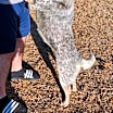 Thumbnail photo of ZCL-D-Lucy #1