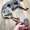 Thumbnail photo of ZCL-D-Lucy #2