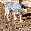 Thumbnail photo of ZCL-D-Lucy #3