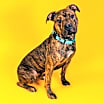 Thumbnail photo of Damien #2