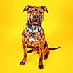 Thumbnail photo of Damien #3