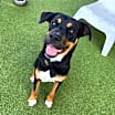 Thumbnail photo of Lloyd (Sebastian)  LA Fire Dogs #1