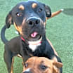 Thumbnail photo of Lloyd (Sebastian)  LA Fire Dogs #3