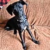 Thumbnail photo of Sherlock #1