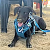 Thumbnail photo of Sherlock #3