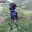 Thumbnail photo of Sherlock #4