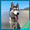 Thumbnail photo of Sora (CP) #1