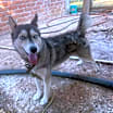 Thumbnail photo of Sora (CP) #4