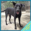 Thumbnail photo of Pancho (CP) #1
