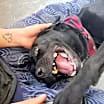 Thumbnail photo of Pancho (CP) #2