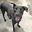 Thumbnail photo of Pancho (CP) #4