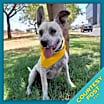 Thumbnail photo of Ruffo (CP) #1