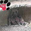 Thumbnail photo of Ruffo (CP) #2