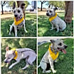 Thumbnail photo of Ruffo (CP) #3