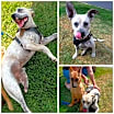 Thumbnail photo of Ruffo (CP) #4