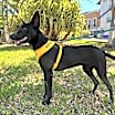 Thumbnail photo of Kinnari #4