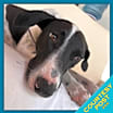 Thumbnail photo of Libby (CP) #1
