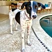 Thumbnail photo of Libby (CP) #4