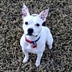 Thumbnail photo of Freckle #1