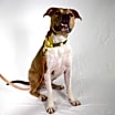 Thumbnail photo of Ollie #1