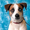 Thumbnail photo of Shilo #1