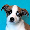Thumbnail photo of Shilo #2