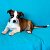 Thumbnail photo of Shilo #4
