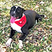 Thumbnail photo of Koda JuM #1