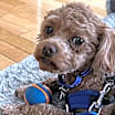 Thumbnail photo of Copper #4