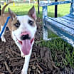 Thumbnail photo of Stitch #2