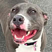 Thumbnail photo of Jellybean #1