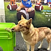 Thumbnail photo of Rose *Foster Needed* #3