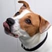 Thumbnail photo of Baxter #2