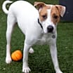 Thumbnail photo of Baxter #4