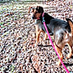 Thumbnail photo of Chunky Muffin #3