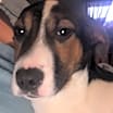 Thumbnail photo of Cali #2