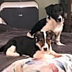Thumbnail photo of Cali #3