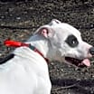 Thumbnail photo of Rocky #2
