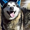 Thumbnail photo of Nala #1