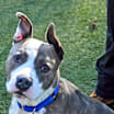 Thumbnail photo of Hugh AKA Lucky #1