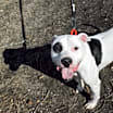 Thumbnail photo of Rocky #1