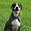 Thumbnail photo of Kora #3