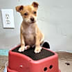 Thumbnail photo of Timon #2