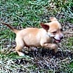 Thumbnail photo of Timon #3