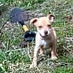 Thumbnail photo of Timon #4